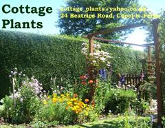 Advertisement for Cottage Plants